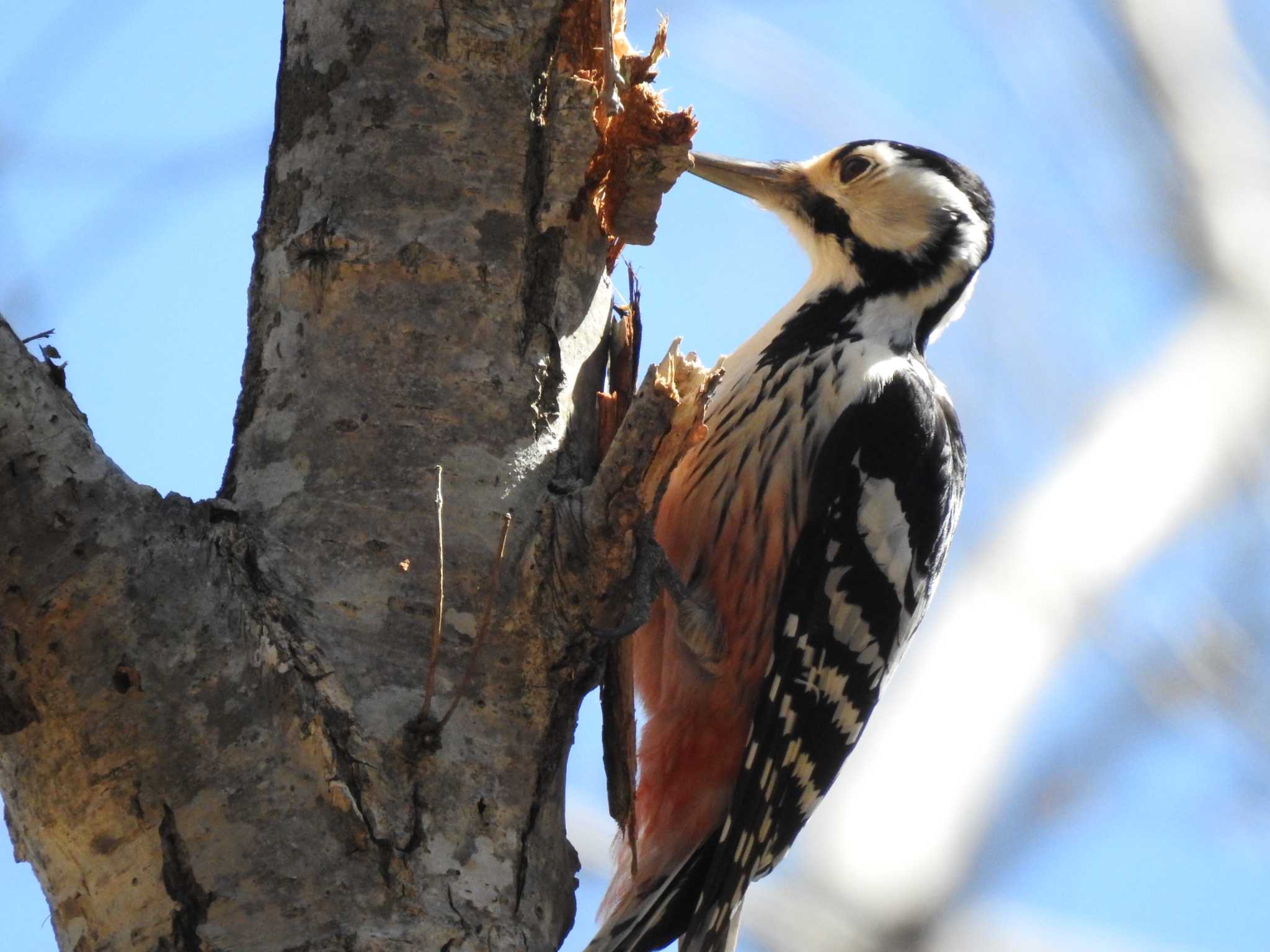 Photo of White-backed Woodpecker(subcirris) at 道南四季の杜公園 by ライ