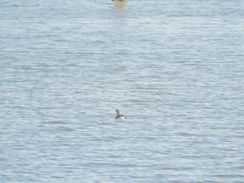 Black-necked Grebe Kasai Rinkai Park Wed, 4/10/2024