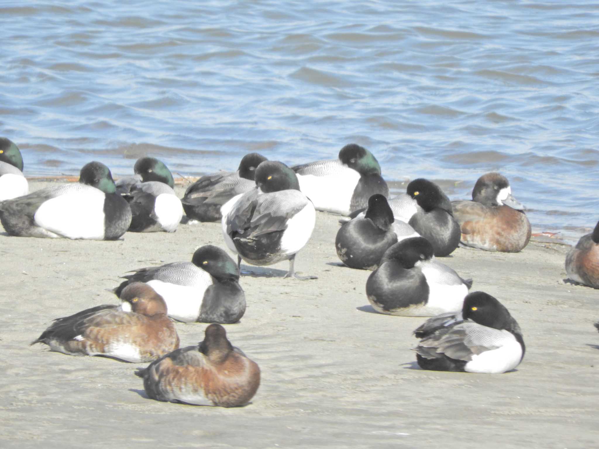 Photo of Greater Scaup at Kasai Rinkai Park by maru