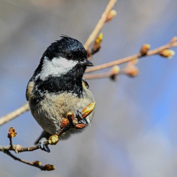 Coal Tit 宮城県仙台市 Wed, 4/10/2024