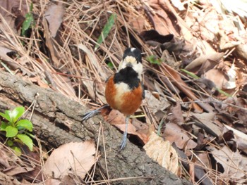 Varied Tit 八柱霊園 Wed, 3/20/2024