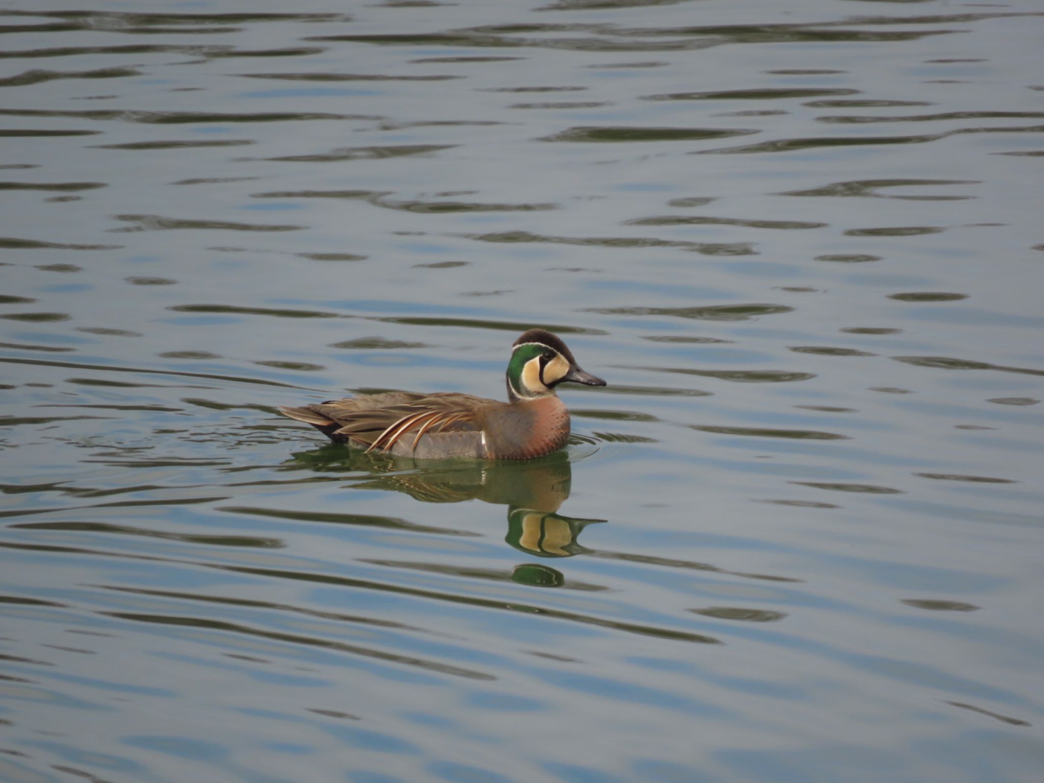 Photo of Baikal Teal at 愛知県森林公園 by オヤニラミ