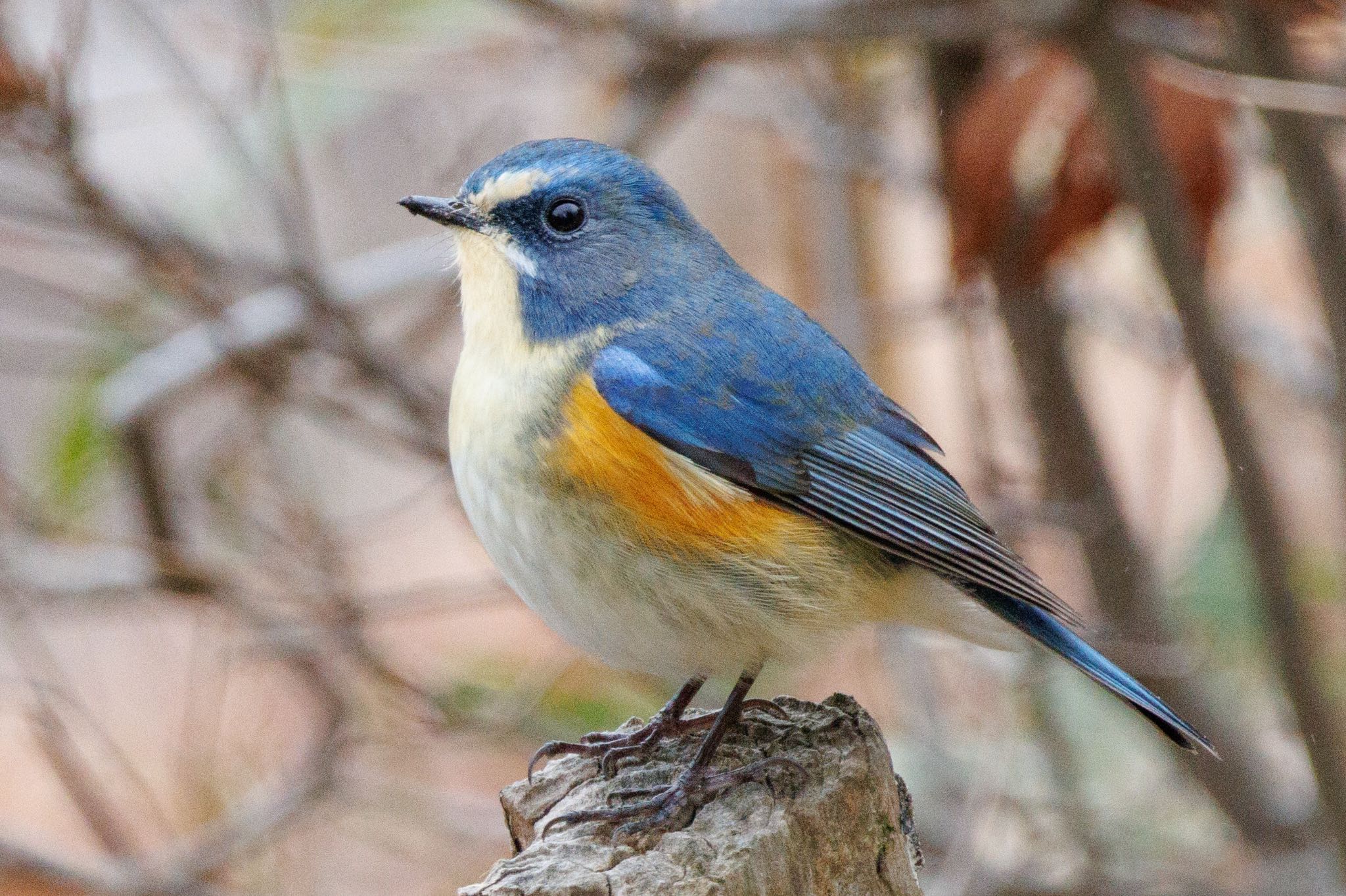 Red-flanked Bluetail