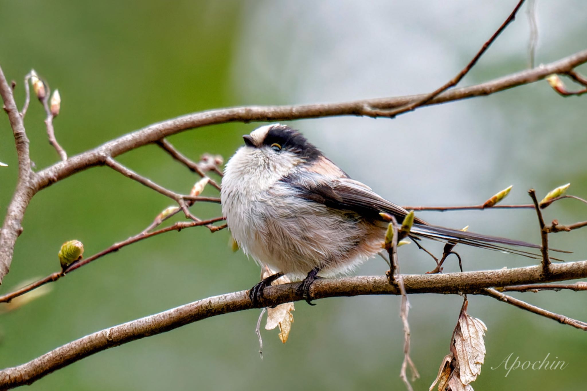 Photo of Long-tailed Tit at Kitamoto Nature Observation Park by アポちん