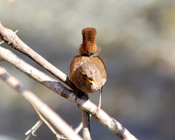 Eurasian Wren 山梨県道志村 Wed, 4/10/2024