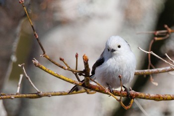 2024年4月7日(日) 北大研究林(北海道大学苫小牧研究林)の野鳥観察記録