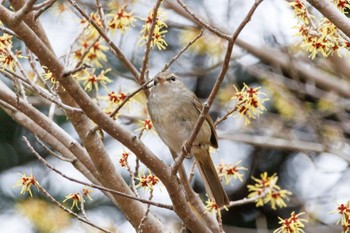 ウグイス 北大研究林(北海道大学苫小牧研究林) 2024年4月7日(日)