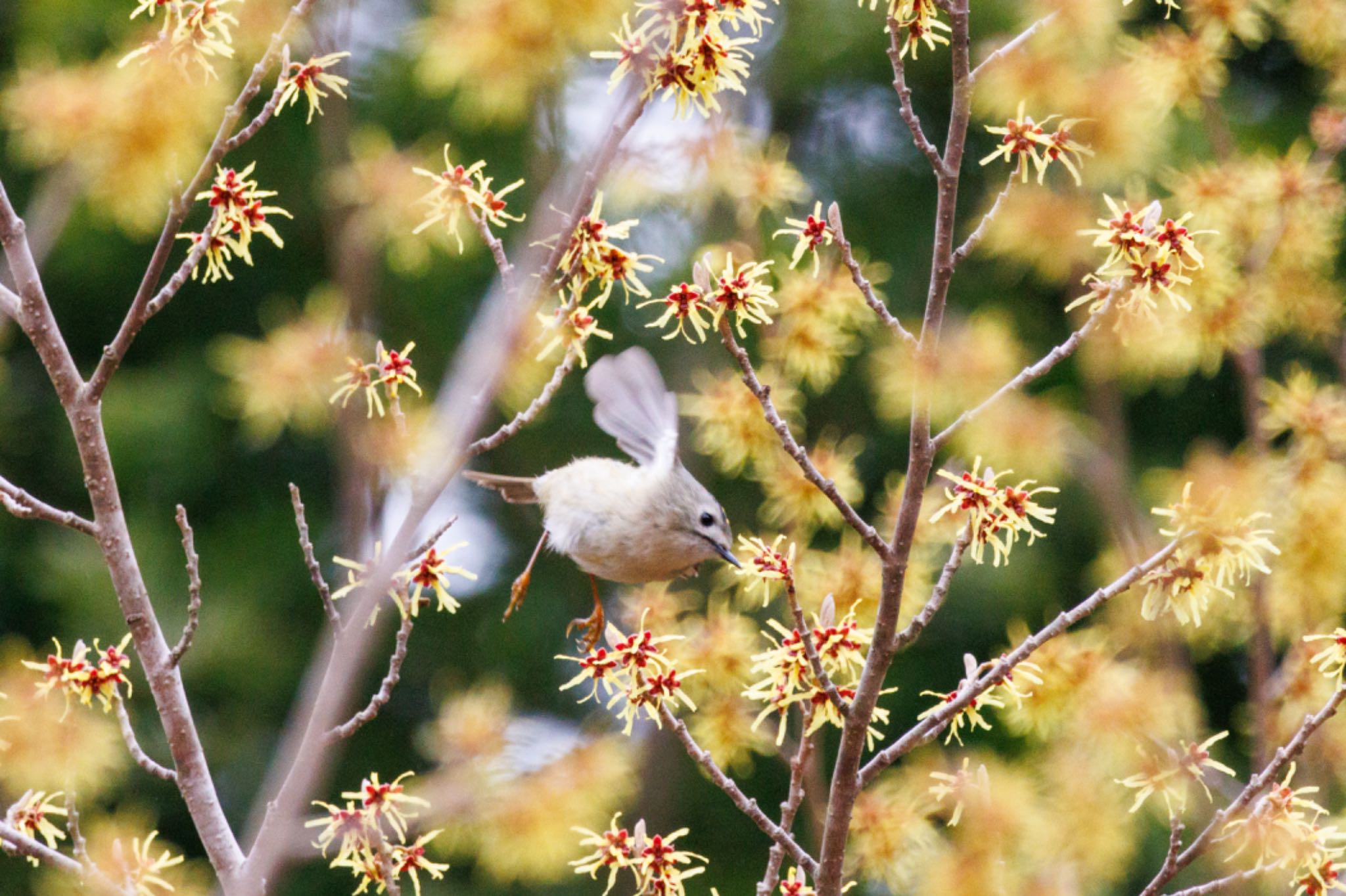 Photo of Goldcrest at Tomakomai Experimental Forest by シマシマ38