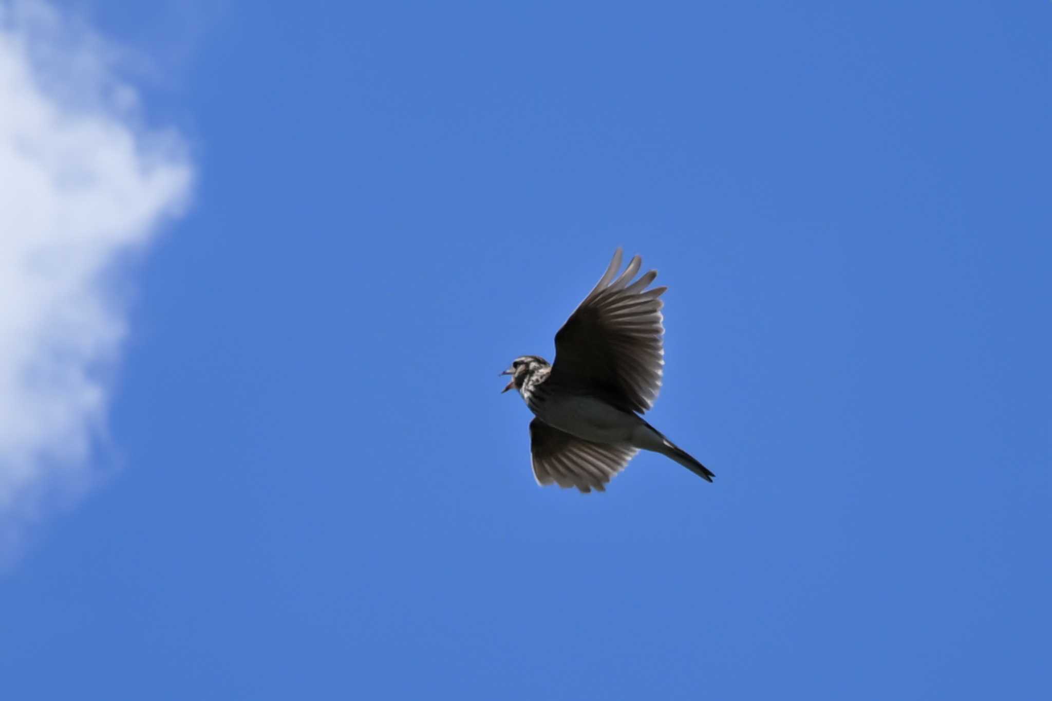 Photo of Eurasian Skylark at Watarase Yusuichi (Wetland) by Yokai