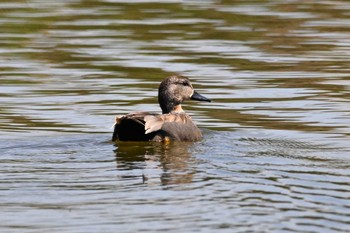 オカヨシガモ 渡良瀬遊水地 2024年4月10日(水)