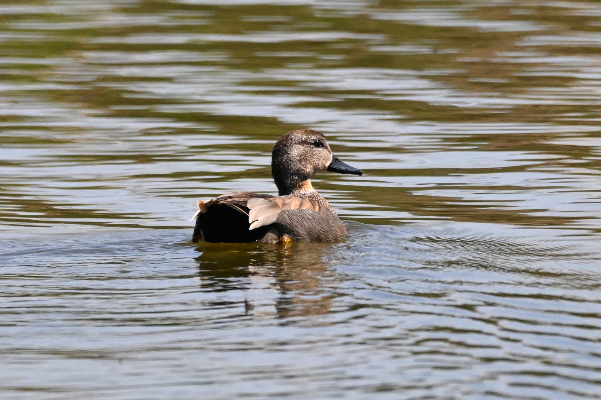 Photo of Gadwall at Watarase Yusuichi (Wetland) by Yokai