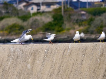 ユリカモメ 銚子漁港 2024年3月16日(土)