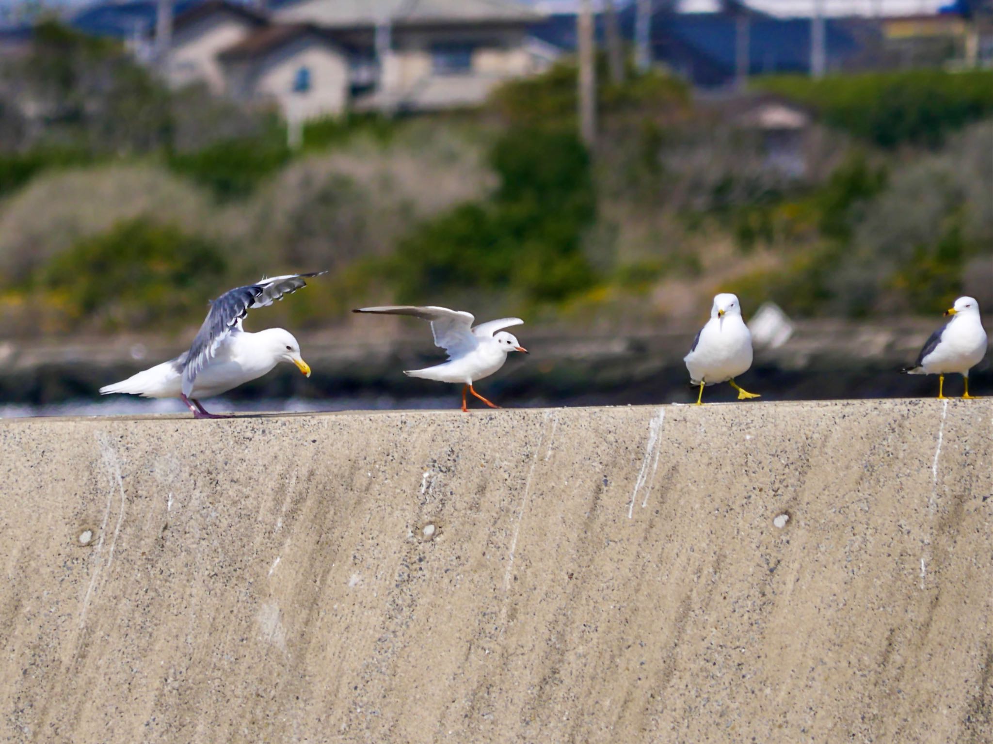 ユリカモメ