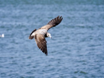 セグロカモメ 銚子漁港 2024年3月16日(土)