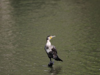 カワウ 水元公園 2024年4月7日(日)