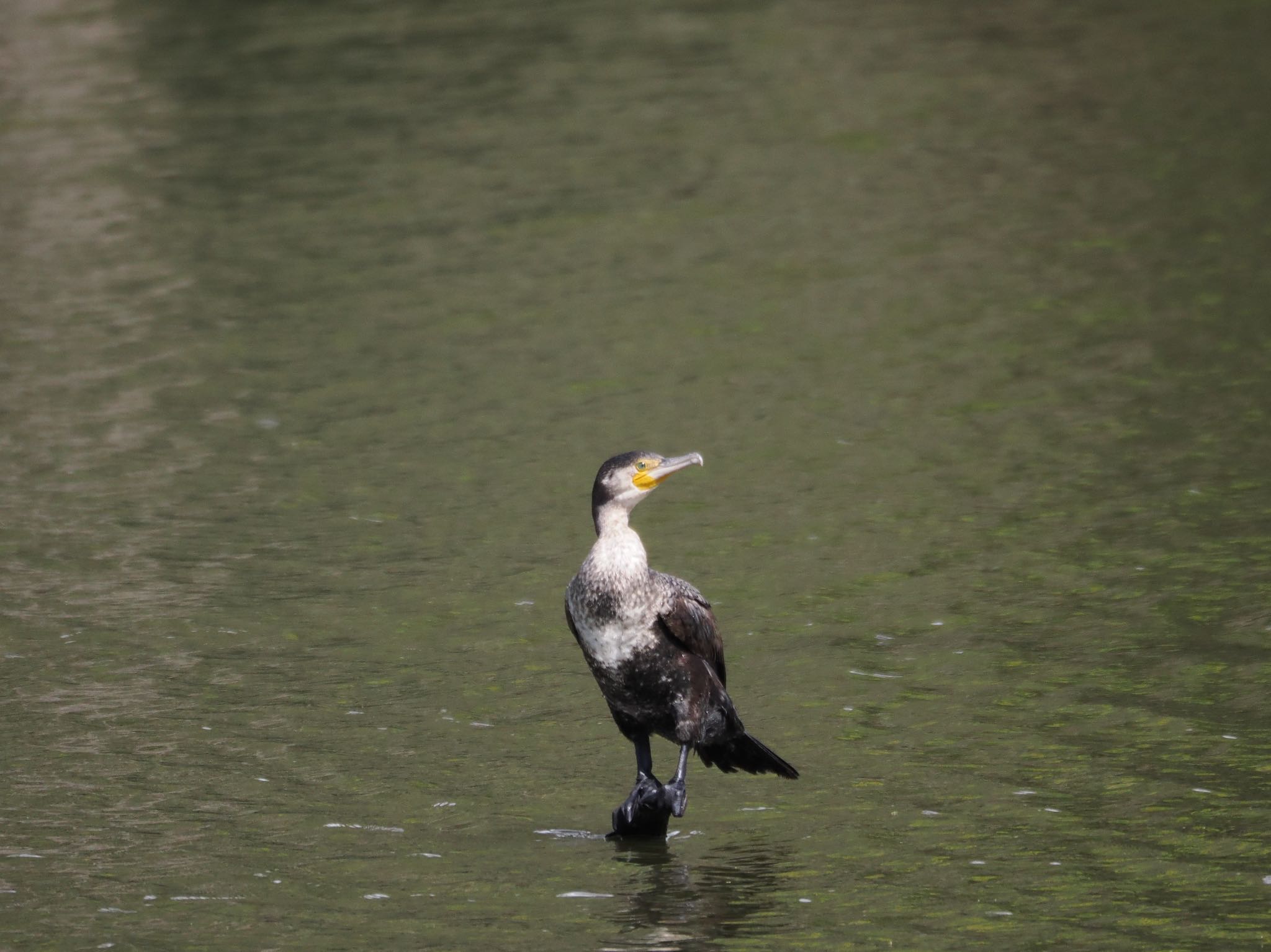 Great Cormorant