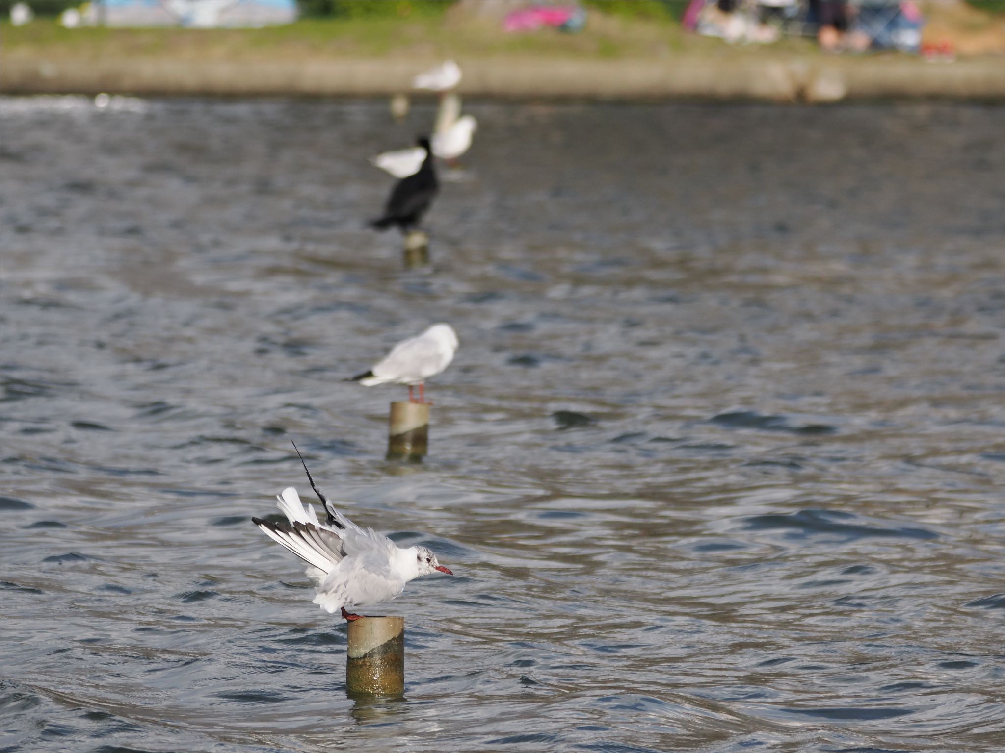 Black-headed Gull