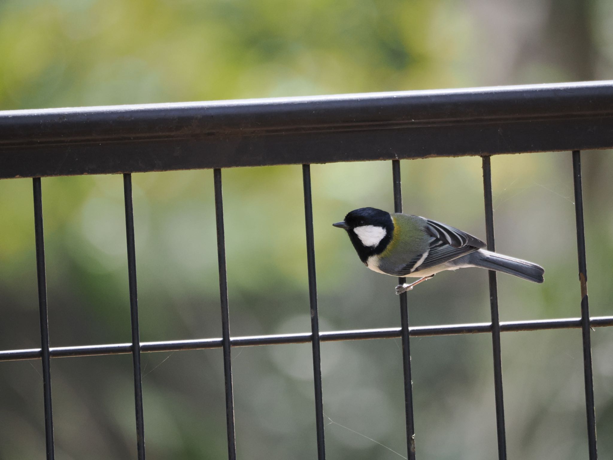 Japanese Tit