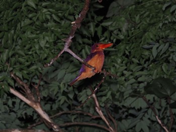 Ruddy Kingfisher(bangsi) Unknown Spots Wed, 4/10/2024