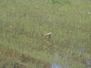 Grey-headed Lapwing 寝屋川公園 Wed, 4/10/2024