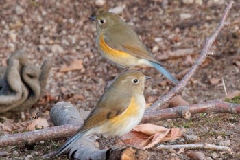 2024年4月7日(日) 出光カルチャーパーク(苫小牧)の野鳥観察記録