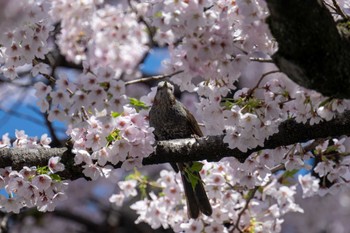 ヒヨドリ 茨城県日立市 2024年4月10日(水)