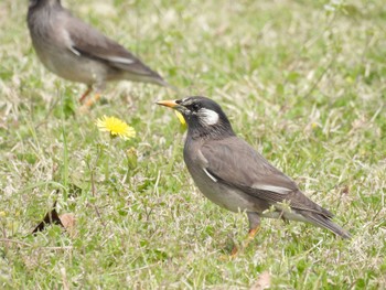 White-cheeked Starling 淀川河川公園 Tue, 4/2/2024