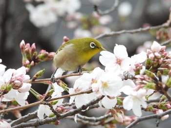 Warbling White-eye 近所の公園 Tue, 4/2/2024