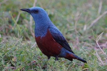 Blue Rock Thrush 宇宿漁港 Sun, 3/24/2024