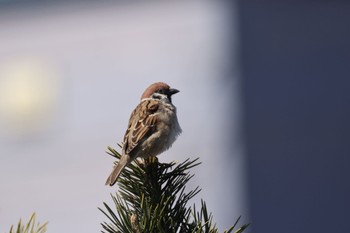 Eurasian Tree Sparrow 石狩 茨戸川 Wed, 4/10/2024