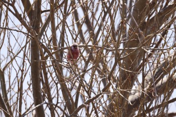 Siberian Long-tailed Rosefinch 石狩 茨戸川 Wed, 4/10/2024