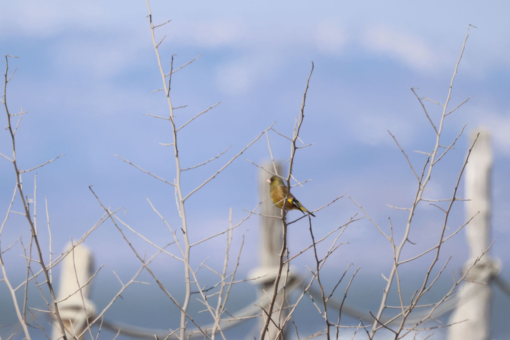 Photo of Grey-capped Greenfinch at 石狩東埠頭 by will 73