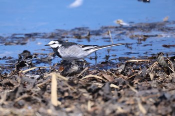 White Wagtail 石狩東埠頭 Wed, 4/10/2024