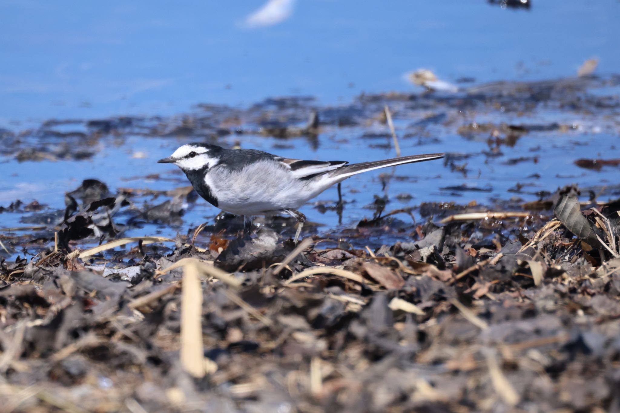 Photo of White Wagtail at 石狩東埠頭 by will 73