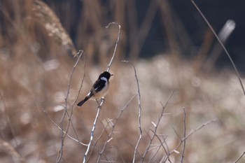 Amur Stonechat 石狩東埠頭 Wed, 4/10/2024