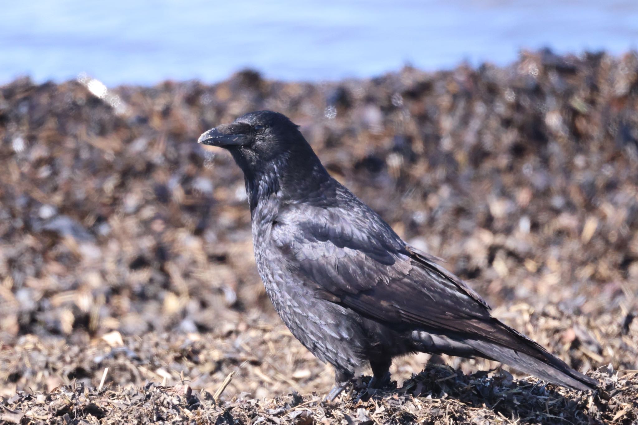 Photo of Carrion Crow at 石狩東埠頭 by will 73