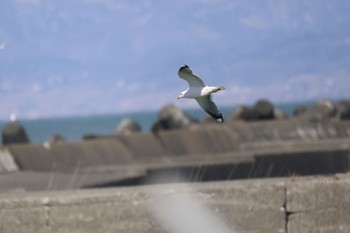 カモメ 石狩東埠頭 2024年4月10日(水)