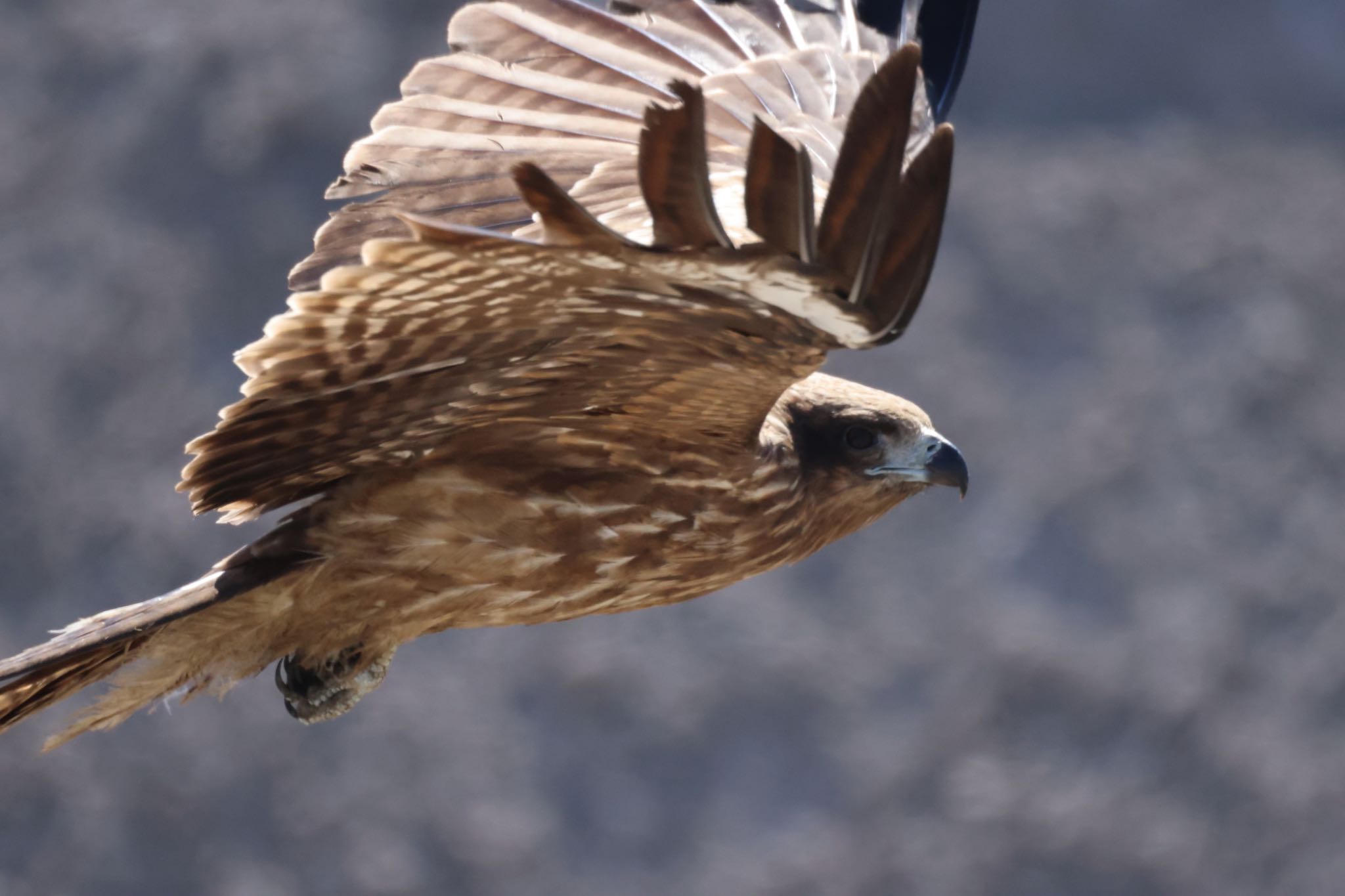 Photo of Black Kite at 石狩東埠頭 by will 73