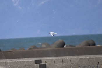 ユリカモメ 石狩東埠頭 2024年4月10日(水)