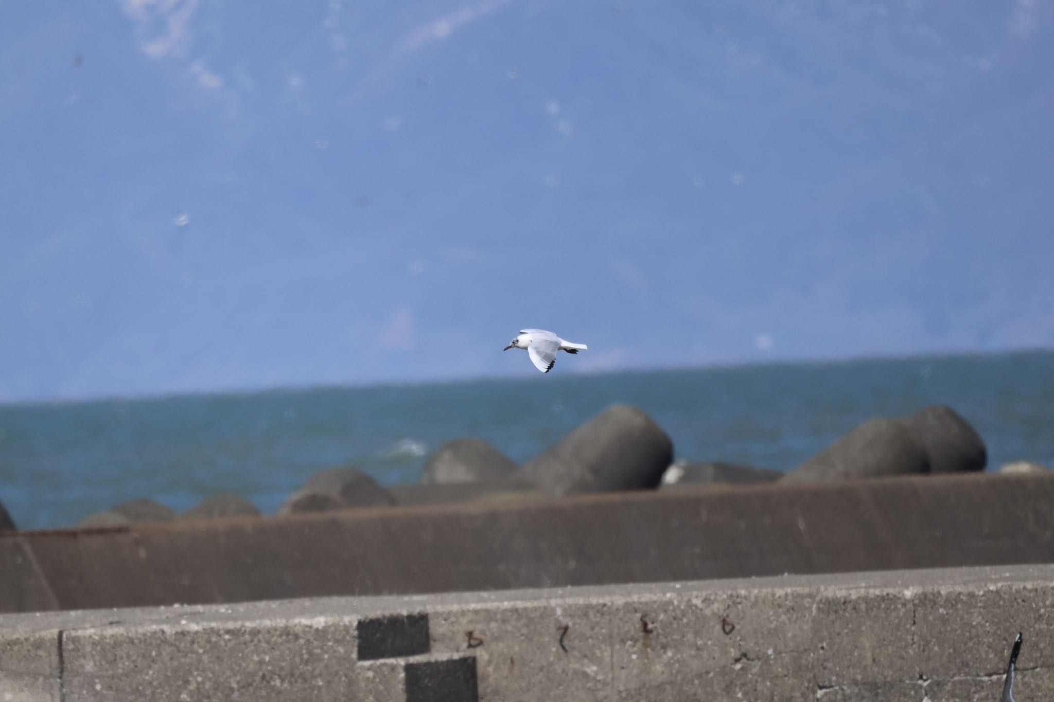 Photo of Black-headed Gull at 石狩東埠頭 by will 73