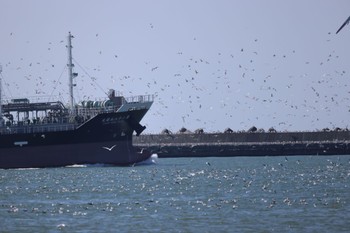 Slaty-backed Gull 石狩東埠頭 Wed, 4/10/2024