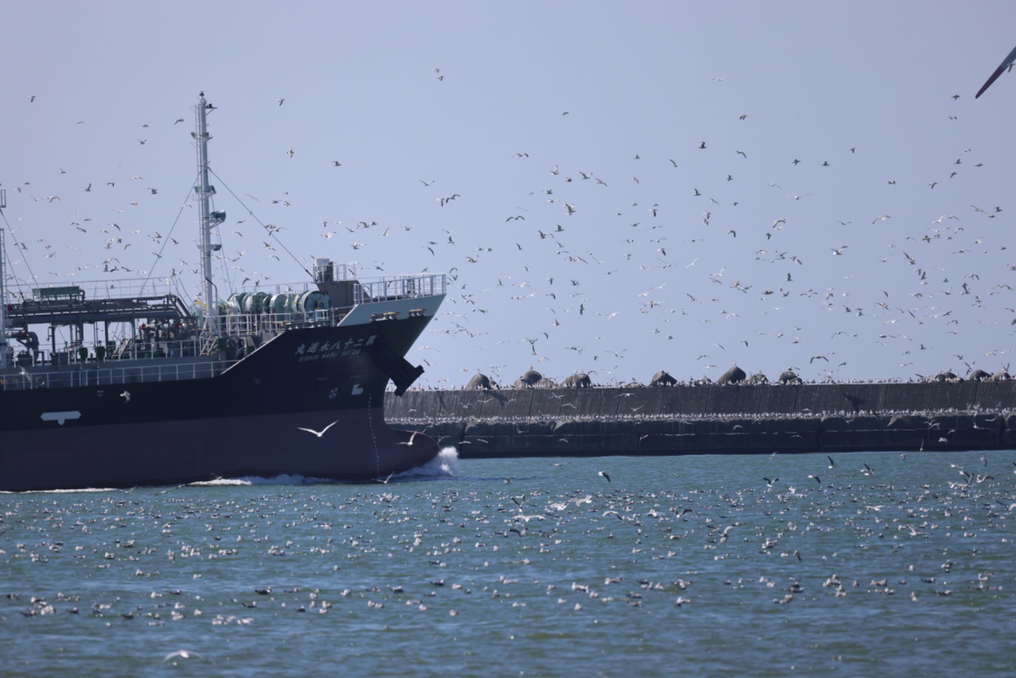 Photo of Slaty-backed Gull at 石狩東埠頭 by will 73