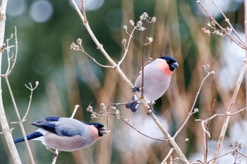 Eurasian Bullfinch Tomakomai Experimental Forest Sun, 1/7/2024