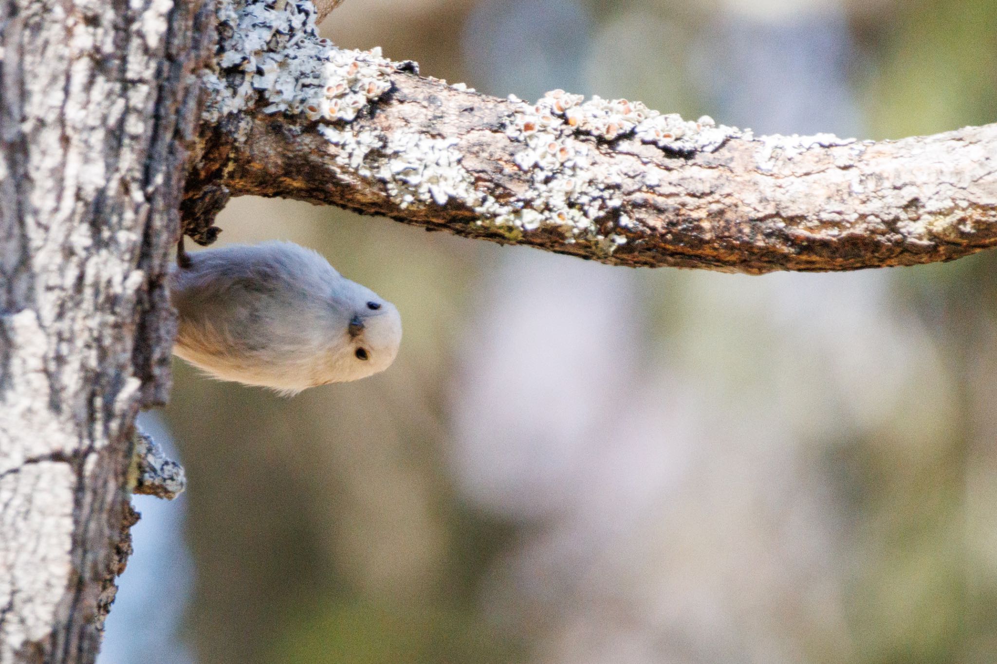 Long-tailed tit(japonicus)