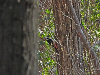 Great Spotted Woodpecker ささやまの森公園(篠山の森公園) Wed, 4/10/2024