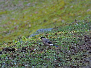 Eurasian Bullfinch ささやまの森公園(篠山の森公園) Wed, 4/10/2024