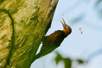 Okinawa Woodpecker Unknown Spots Thu, 4/4/2024