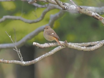 Daurian Redstart 定光寺公園 Wed, 4/10/2024