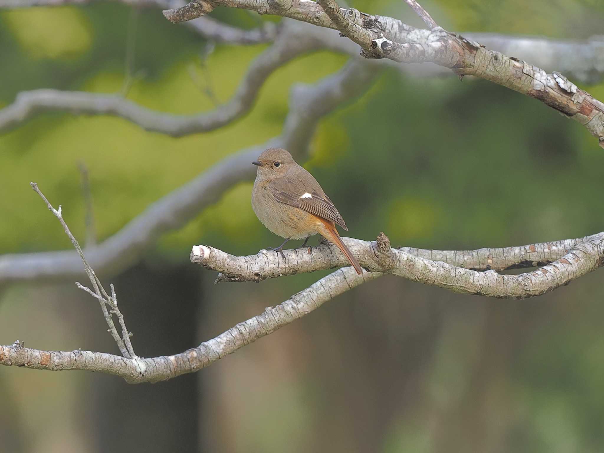 Photo of Daurian Redstart at 定光寺公園 by MaNu猫