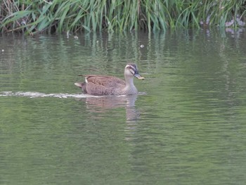 Eastern Spot-billed Duck 定光寺公園 Wed, 4/10/2024